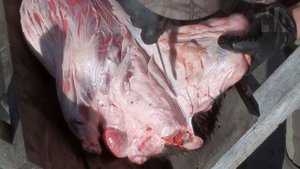 КАК СНЯТЬ ШКУРУ с бобра НА СТАНКЕ