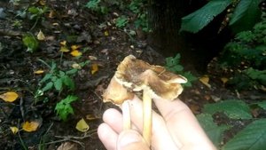 Грибы волоконницы.