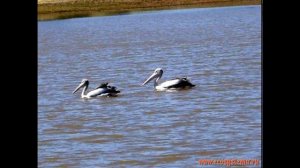 Австралийский очковый пеликан