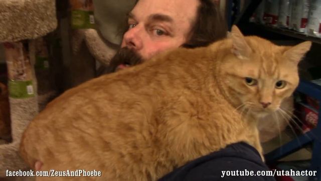 Cats Trained Off Leash Visit #PetSmart with Bonus Scene at Home смотреть онлайн