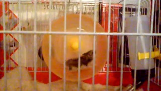 Джунгарский хомячок смотреть онлайн