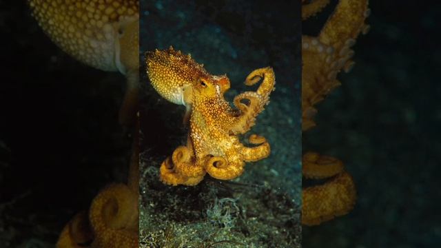 Сказка последнее щупальце осьминога.