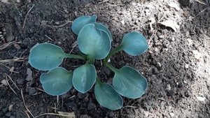 #хостакарлик / Хоста Блу Маус Иэрс(S)( лат. hosta Blue Mouse Ears) - Голубые Мышиные Ушки.Уход