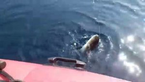 Рыбалка Приморский край рыба фугу