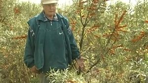 Побеждаем облепиховую муху