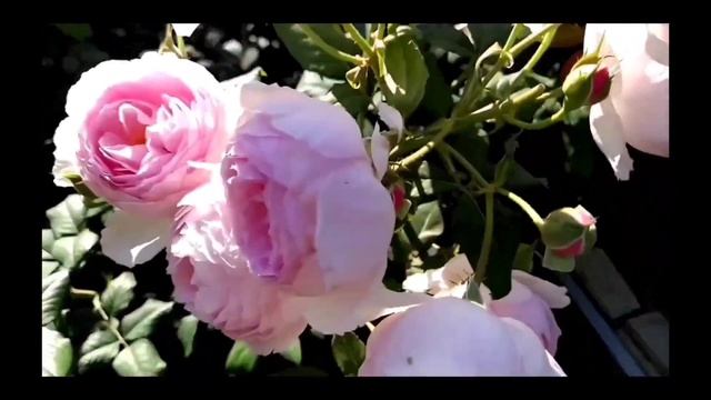 Розы Остина. Три любимых сорта.