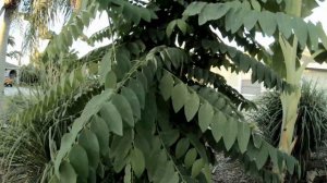 Edible Shrub Katuk - Southwest Florida Urban Gardening