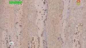 Пробка Corkstyle Comprido Creme и винил Swiss Oak White