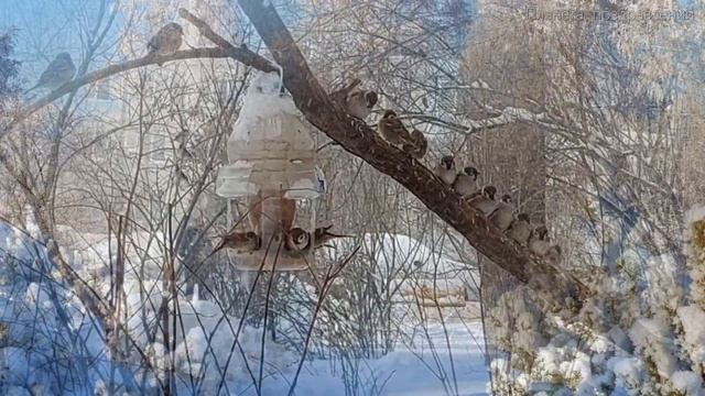 Доброе зимнее утро  Не забудьте покормить птиц