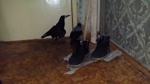 Грач и ворона, навсегда