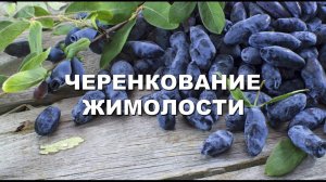 Черенкование садовой жимолости