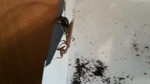 Битва насекомых 2!бронзовка vs богомол!