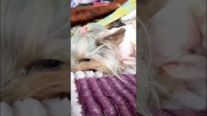 маленькая Фая засыпает. согрелась и спит маленькая собачка. йоркширский терьер. собаки. йорк.
