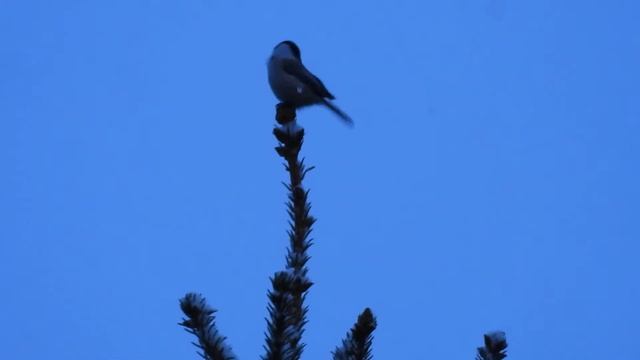 Гаичка в лесу 3 марта смотреть онлайн