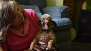 Бедняга всю жизнь просидела в тёмной клетке