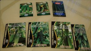 Лучшие семена огурцов  Где их купить