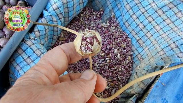 Как самому вырастить качественные, здоровые семена чеснока?