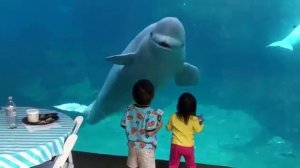 Дети и кит белуха