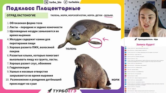 Млекопитающие