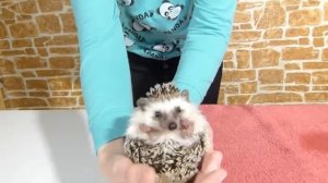 Купаем ежика!