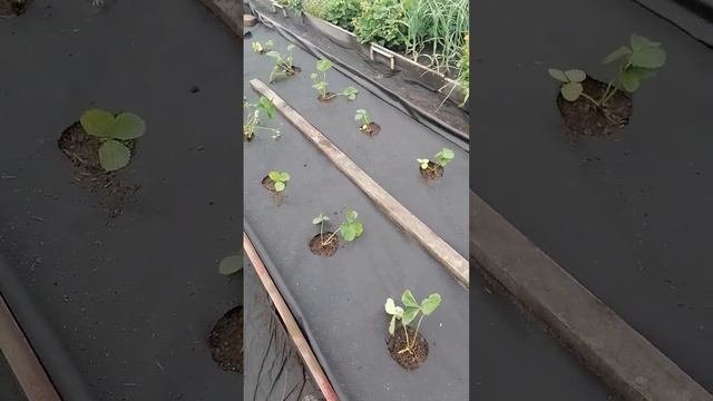 Заказала новые сорта земляники, которые я ещё не выращивала
