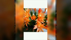 Рипсалидопсис