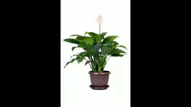 РАСТЕНИЯ ДЛЯ СЕМЕЙНОГО СЧАСТЬЯ!!! смотреть онлайн