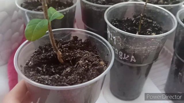 Заболела?погибают лимоны ? болеют растения ? нужен совет / Юляшка жизнь и вкусняшки смотреть онлайн