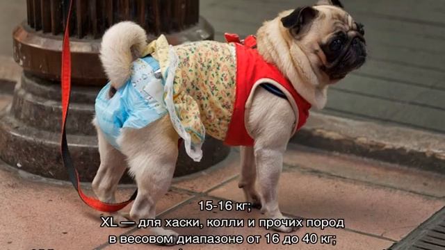 Памперсы для собак мелких, средних и крупных пород