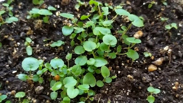 Колокольчик скученный  Созвездие смесь. Всходы