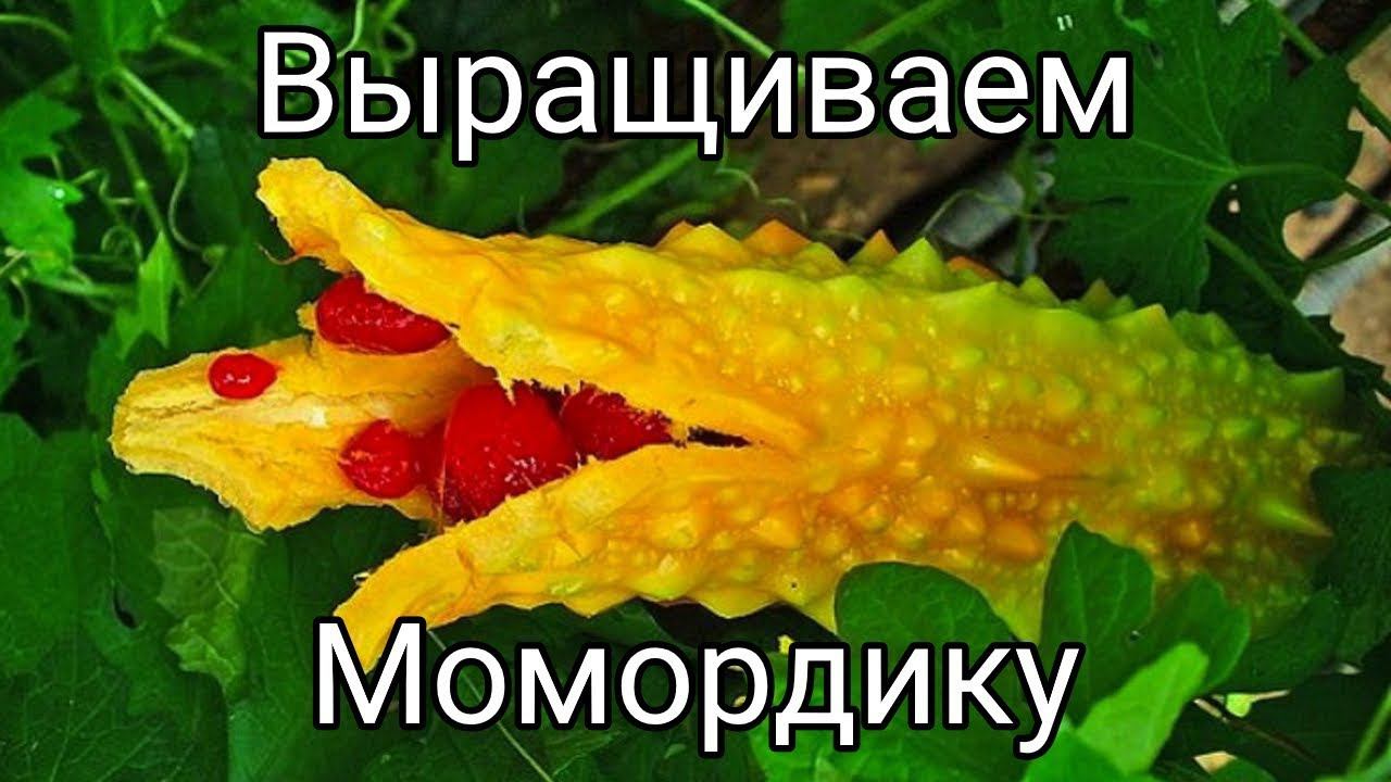 Как вырастить  Момордику (часть 1 из 2)  #168