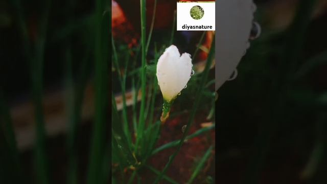 #zephyranthes #candida #autumn #rain #lily??????? #white #zephyr #flower #shortsfeed #shorts #viral