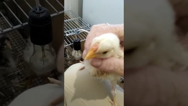 Трёх недельные цыплята смотреть онлайн