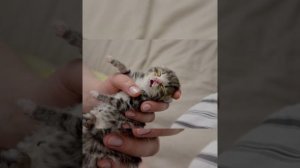 Пришлось делать котенку искусственный массаж сердца одним мизинцем,посмотрите что с ним стало.