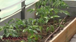Как спасти рассаду от ожогов в теплице