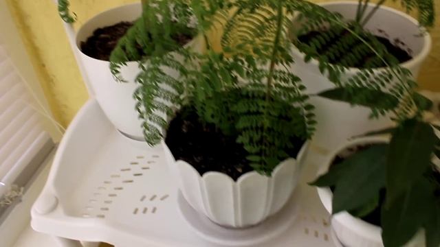 Комнатные растения из семян подросли. [Надежда и Мир] смотреть онлайн