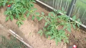 Капельный полив своими руками томатов в теплице.