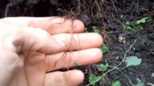 Кизил Семен.Первое видео на ЮТЬЮБЕ.Выкопка горизонтальных отводков кизила.