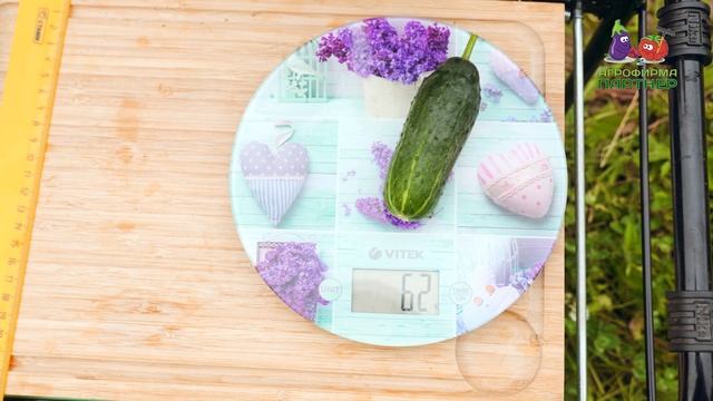 СЕНСАЦИЯ - МЫ СДЕЛАЛИ СВОЙ БАЛКОННЫЙ ОГУРЕЦ! смотреть онлайн