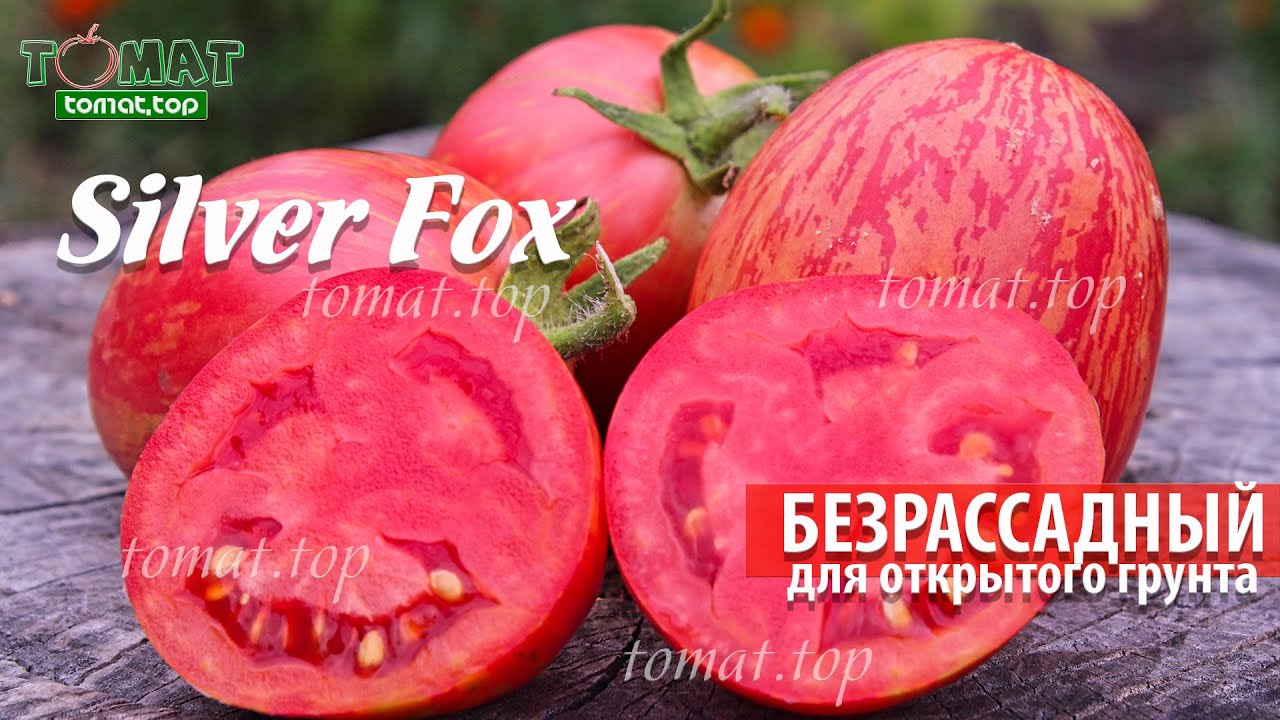 Томат Silver Fox или Серебристая лиса. Низкорослый для открытого грунта и безрассадного выращивания смотреть онлайн