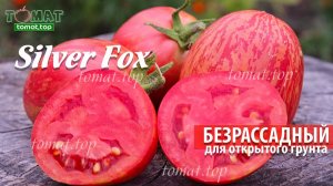 Томат Silver Fox или Серебристая лиса. Низкорослый для открытого грунта и безрассадного выращивания