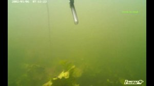 Подводная охота на леща с пневматом