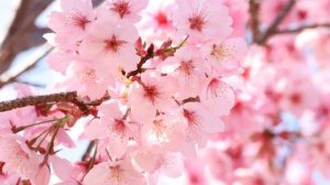 Как Выращивать Сакуру Дома