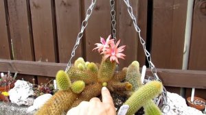 My Cleistocactus winteri 'Golden Rat's Tail Cactus' in beautiful flower