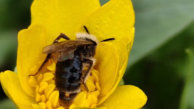 Пчела тест видео.