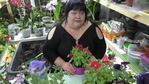 петуньи купили не большие, но цветущие. что делаю