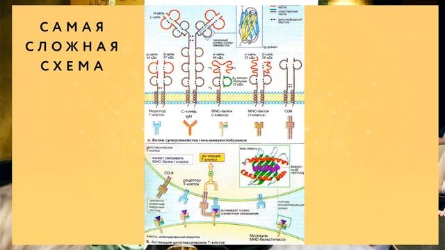 Открытая лекция на #встречачата: 