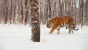 В Приморье отловят "конфликтных" амурских тигров / События на ТВЦ