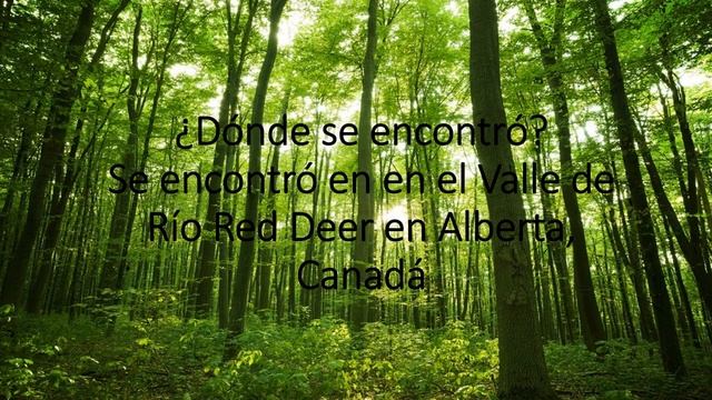 Guía del leptoceratops смотреть онлайн