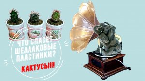 Шеллаковые граммофонные пластинки спасут смекалка и кактусы!!! Редкие фонографы. Брызги Шампанского